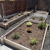 Photo 9: Backyard Garden