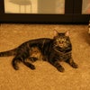 Photo 6: resident cat (she’s friendly)