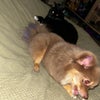 Photo 3: Murdock 🐈‍⬛ & Rosé 🐾 Best friends 🔒