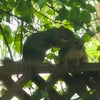 Photo 2: Squirrels watching station