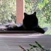 Photo 6: Katniss - October '26 - 14 year old Chantilly