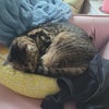 Photo 6: Our cat Chloe!