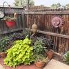 Photo 5: Garden