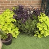 Photo 6: Garden