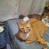 Photo 3: My fur babies