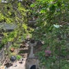 Photo 4: Back Yard!