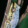 Photograph of Hotdogg 