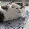 Photo 2: My cat :)