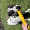 Photo 2: my dog, Luna Willow