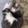 Photo 3: my kittie named Rex