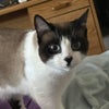 Photo 2: My kitty