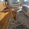 Photo 9: Furry Roommate