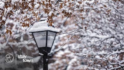 Female  Preferred; Available March  1  2026  Main Photo