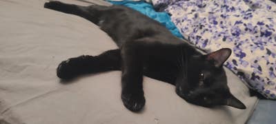 Room wanted in NYC Main Photo