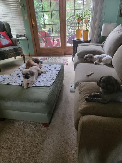 Roommate wanted spring run condos  Main Photo