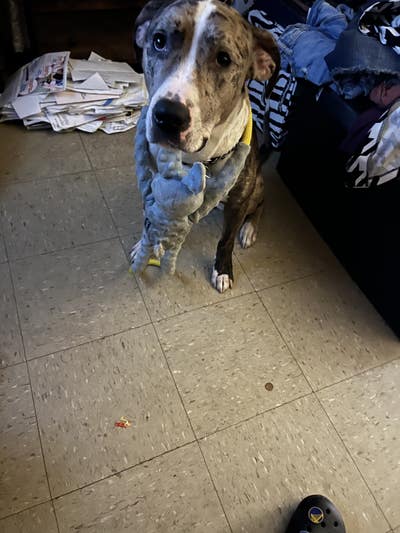 Looking for a room by June 1 with my dog Main Photo