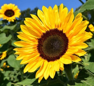 Room wanted in Houston, TX Main Photo