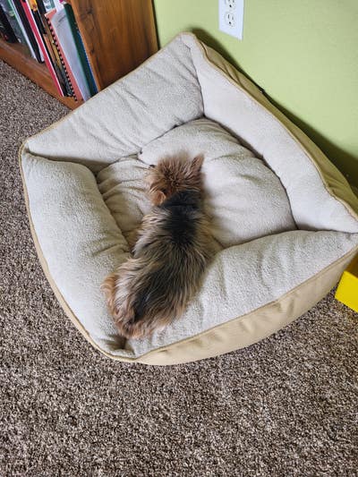 Room wanted in Fort Collins Main Photo
