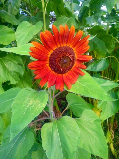 Furnished Room Rental Main Photo