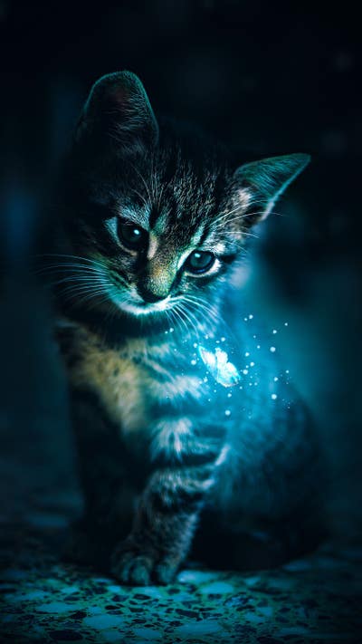 Room wanted in or around Astoria, Queens, NY Main Photo