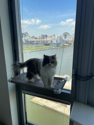 Room wanted in Astoria, Queens, NY Main Photo