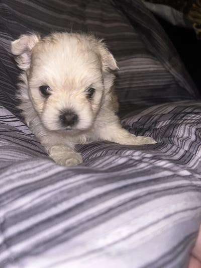 Room wanted in Baltimore Main Photo