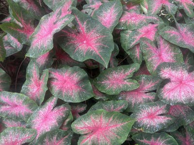 Female Wants Room, Budget $600, Move Soon Main Photo