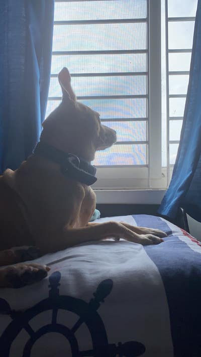 Room wanted in San Francisco Bay Area Main Photo