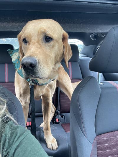 Room wanted in San Antonio, TX Main Photo