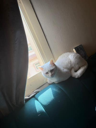 Room wanted in Astoria, Queens, NY Main Photo