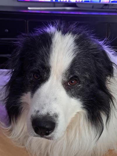 Room wanted in Raleigh or Youngsville Area Main Photo