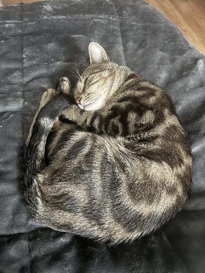 Room wanted in Westerleigh, Staten Island, NY Main Photo