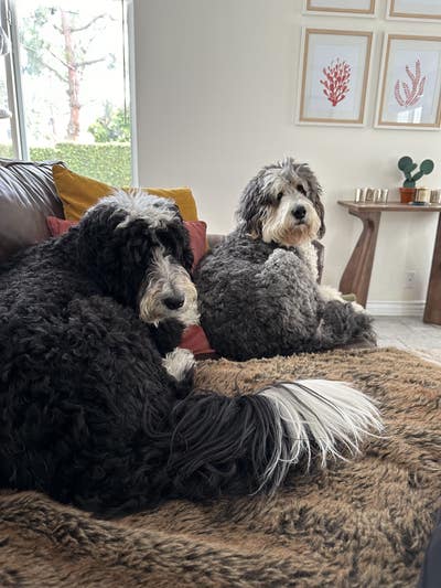 Room wanted in Dana Point, CA Main Photo