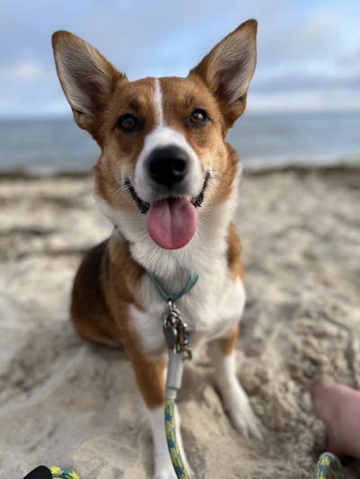 1 corgi and 33 year old professional Main Photo