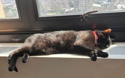 Couple + Cat Looking For Room! Main Photo