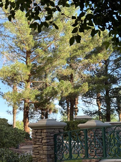 Room wanted in Henderson, NV Main Photo