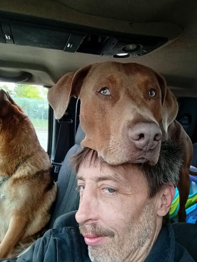 Room wanted in Rolling meadows  Main Photo