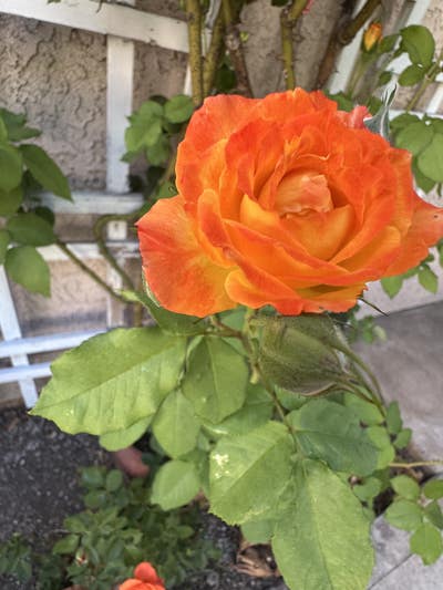 Room wanted in Irvine, CA Main Photo