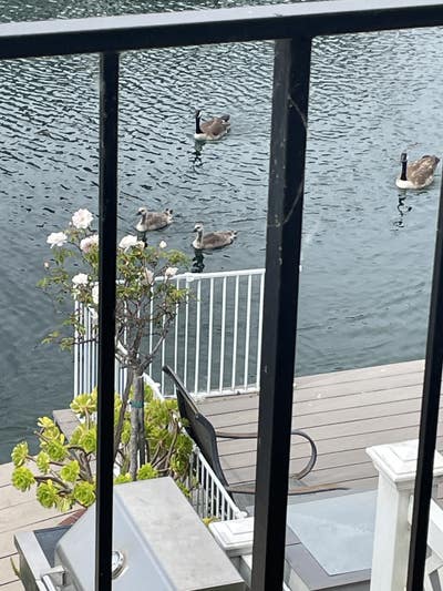 Lakeview Townhome to Share in Beautiful Cam Main Photo