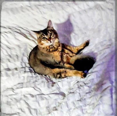41 year old Female seeks a large room Main Photo