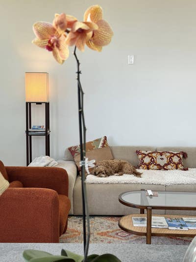 36F seeking aesthetic dog friendly SF home Main Photo
