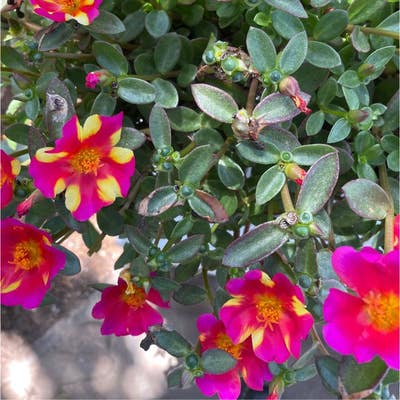 Room wanted in Oceanside, San Diego County, CA Main Photo