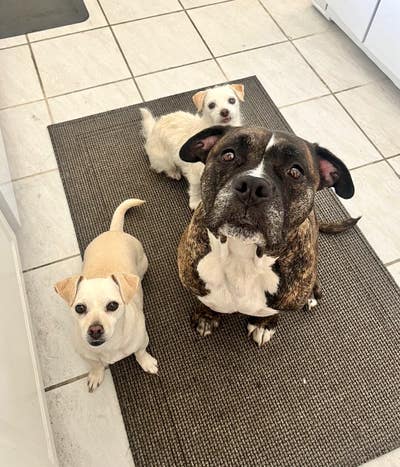 Need a place where I can keep my 3 mellow pups! Main Photo