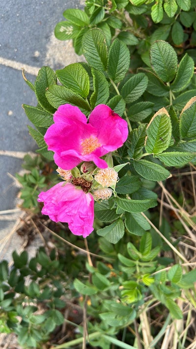 Mature student (female) in need of a room  Main Photo