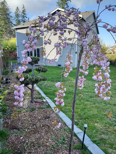 Room in House near Alderwood Mall Main Photo