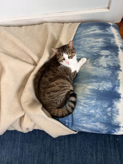 Room wanted in Sunnyside, Queens, NY Main Photo