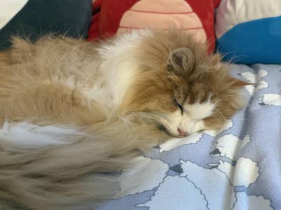 Room wanted in New Jersey Main Photo