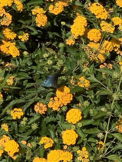 Room wanted in Dallas Main Photo