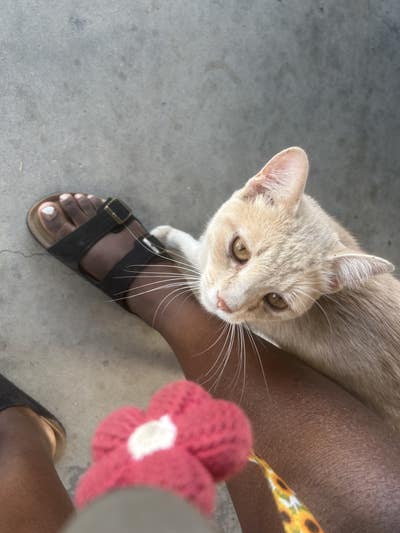 Room wanted in San Diego Main Photo