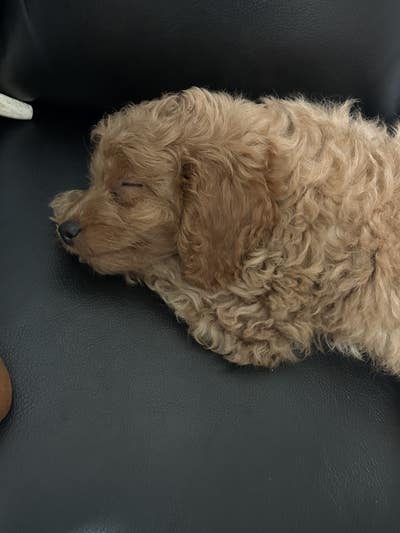 Room wanted in Queens, NY Main Photo